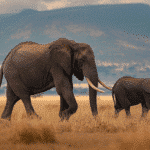 die-elefantenfrage-ein-spiegel-globaler-dissonanzen