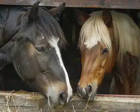 A-Sanctuary-of-Hope:-Serbia’s-Lone-Refuge-for-Horses