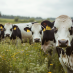 landwirtschaft-in-deutschland-gewinne-brechen-ein